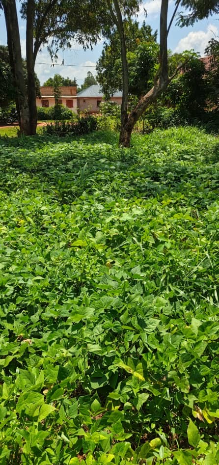 Land for Sale in Laliya 30 x 30 Plot at UGX 28,000,000